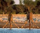Два жирафа, пить в пруду в саванне